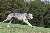 IRISH WOLFHOUND 182